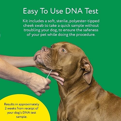 50cb35a6cd6b4eb093b4d3d1fac8352b Dna My Dog Essential Test – Breed ID Test Mixed Breed Identification Personality Traits for Puppies to Adult Dogs Non-Invasive Cheek Swab