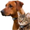 Power Pet Large Electronic Pet Door PX-2